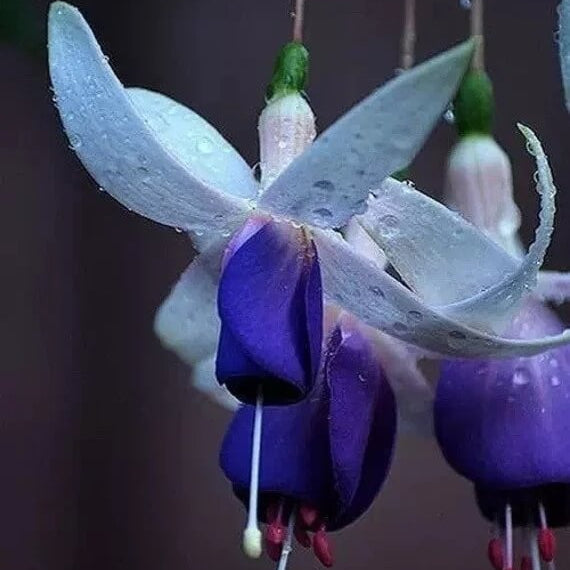 Dark Blue Fuchsia Seeds - Flower Plant