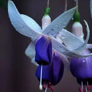 Dark Blue Fuchsia Seeds - Flower Plant