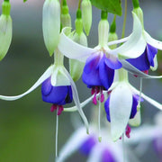 Dark Blue Fuchsia Seeds - Flower Plant