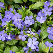 Dark Blue Mandevilla Seeds - Flower Plant