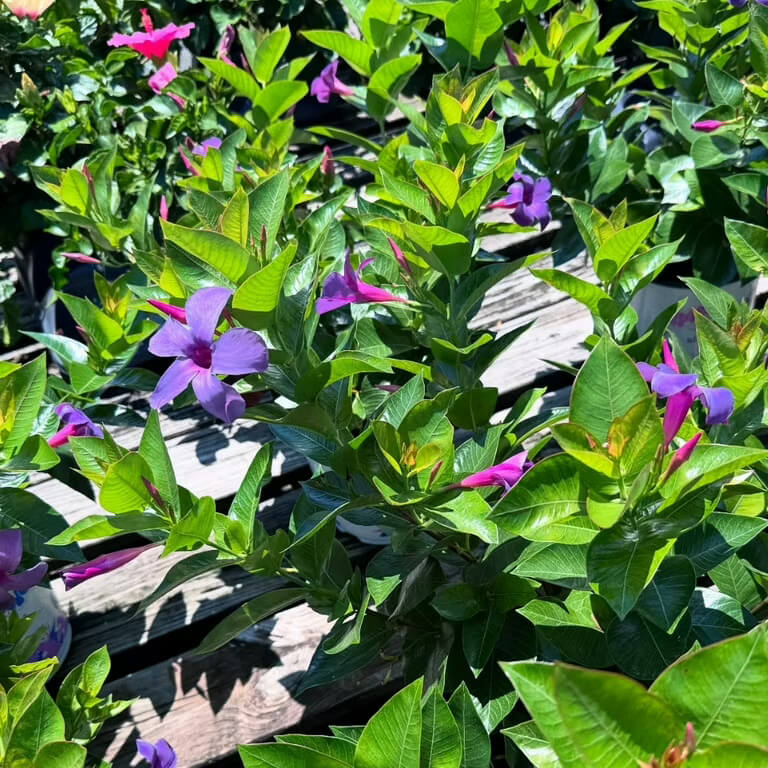 Dark Blue Mandevilla Seeds - Flower Plant