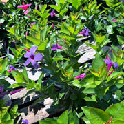 Dark Blue Mandevilla Seeds - Flower Plant