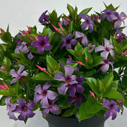 Dark Blue Mandevilla Seeds - Flower Plant