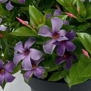 Dark Blue Mandevilla Seeds - Flower Plant