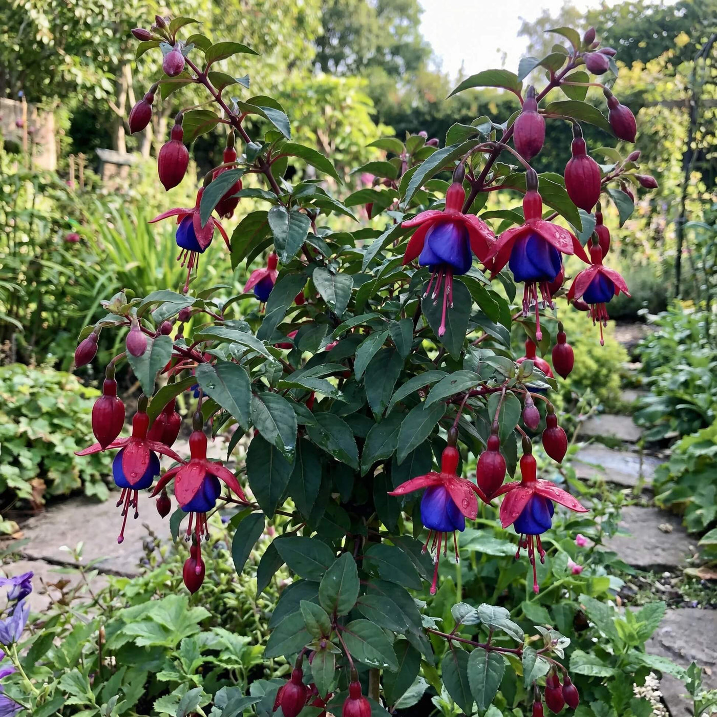 Dark Blue Red Fuchsia Seeds - Flower Plant