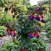 Dark Blue Red Fuchsia Seeds - Flower Plant