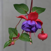 Dark Blue Red Fuchsia Seeds - Flower Plant