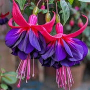 Dark Blue Red Fuchsia Seeds - Flower Plant