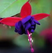 Dark Blue Red Fuchsia Seeds - Flower Plant