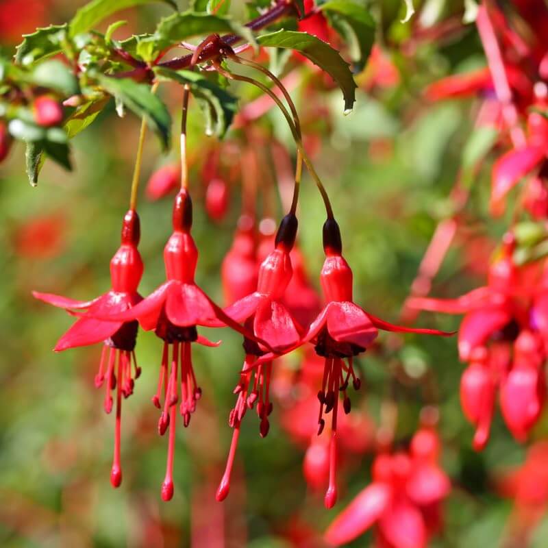 Dark Maroon Red Fuchsia Seeds - Flower Plant