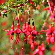 Dark Maroon Red Fuchsia Seeds - Flower Plant