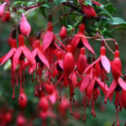 Dark Maroon Red Fuchsia Seeds - Flower Plant