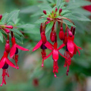 Dark Maroon Red Fuchsia Seeds - Flower Plant
