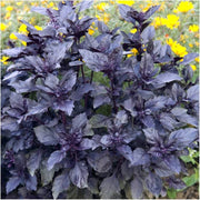 Purple Ruffles Dark Opal Basil Seeds, Herbal