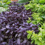 Purple Ruffles Dark Opal Basil Seeds, Herbal