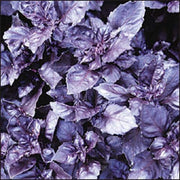 Purple Ruffles Dark Opal Basil Seeds, Herbal