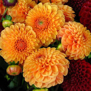Dark Orange Dahlia Seeds