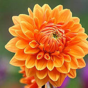 Dark Orange Dahlia Seeds