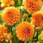 Dark Orange Dahlia Seeds