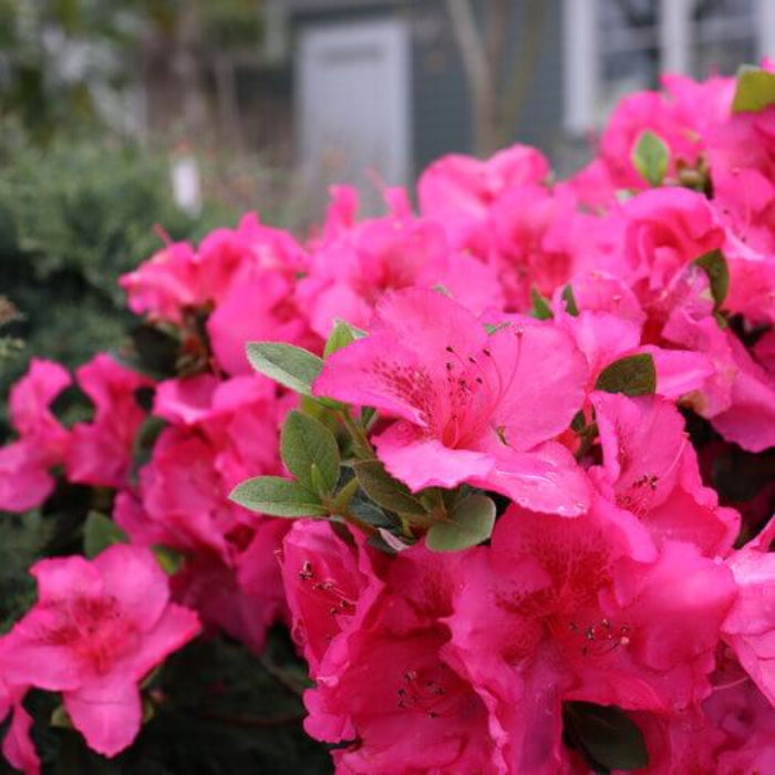 Dark Pink Azalea Seeds - Flower Plant