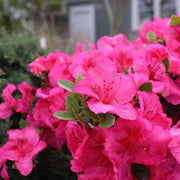 Dark Pink Azalea Seeds - Flower Plant