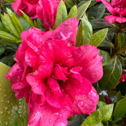 Dark Pink Azalea Seeds - Flower Plant