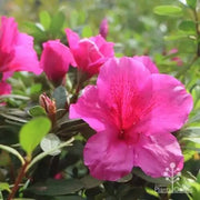 Dark Pink Azalea Seeds - Flower Plant