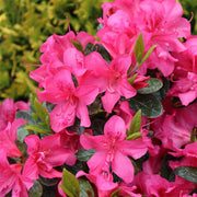 Dark Pink Azalea Seeds - Flower Plant
