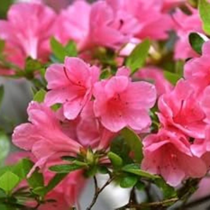 Dark Pink Azalea Seeds - Flower Plant