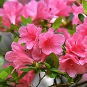 Dark Pink Azalea Seeds - Flower Plant