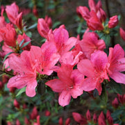 Dark Pink Azalea Seeds - Flower Plant