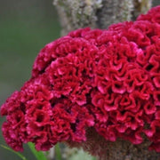 Seasonal Bloomer Dark Pink Celosia Seeds
