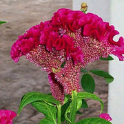 Seasonal Bloomer Dark Pink Celosia Seeds