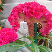Seasonal Bloomer Dark Pink Celosia Seeds
