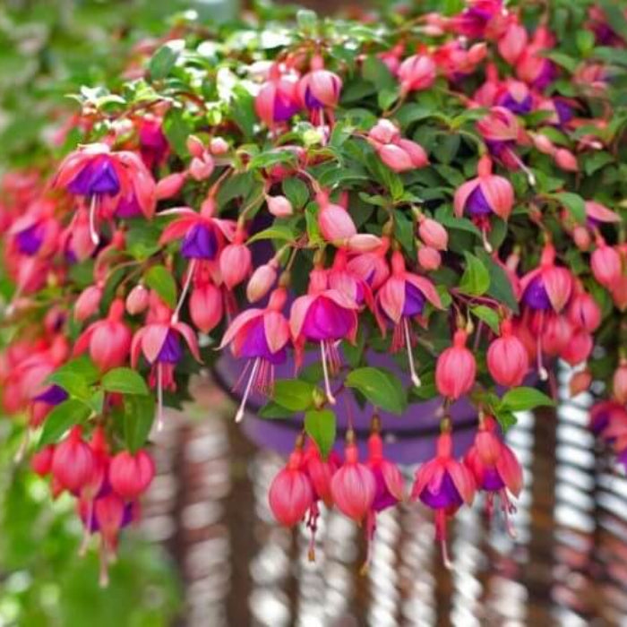 Dark Pink Fuchsia Seeds - Flower Plant