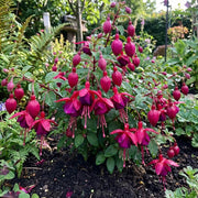 Dark Pink Fuchsia Seeds - Flower Plant