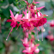 Dark Pink Fuchsia Seeds - Flower Plant