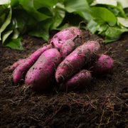 Dark Purple Sweet Potato Seeds -Vegetable Plant