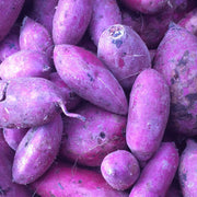 Dark Purple Sweet Potato Seeds -Vegetable Plant