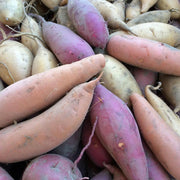 Dark Purple Sweet Potato Seeds -Vegetable Plant