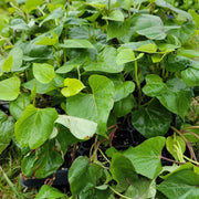 Dark Purple Sweet Potato Seeds -Vegetable Plant