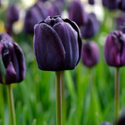 Dark Purple Tulip Seeds