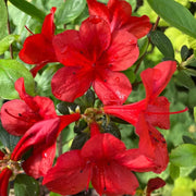 Dark Red Azalea Seeds - Flower Plant