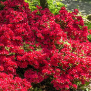 Dark Red Azalea Seeds - Flower Plant