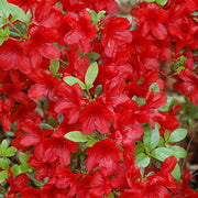 Dark Red Azalea Seeds - Flower Plant