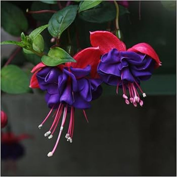 Dark Red Double Fuchsia Seeds - Flower Plant