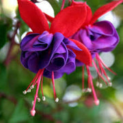 Dark Red Double Fuchsia Seeds - Flower Plant