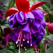 Dark Red Double Fuchsia Seeds - Flower Plant