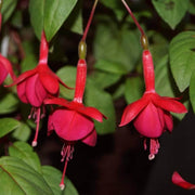 Dark Red Fuchsia Seeds - Flower Plant