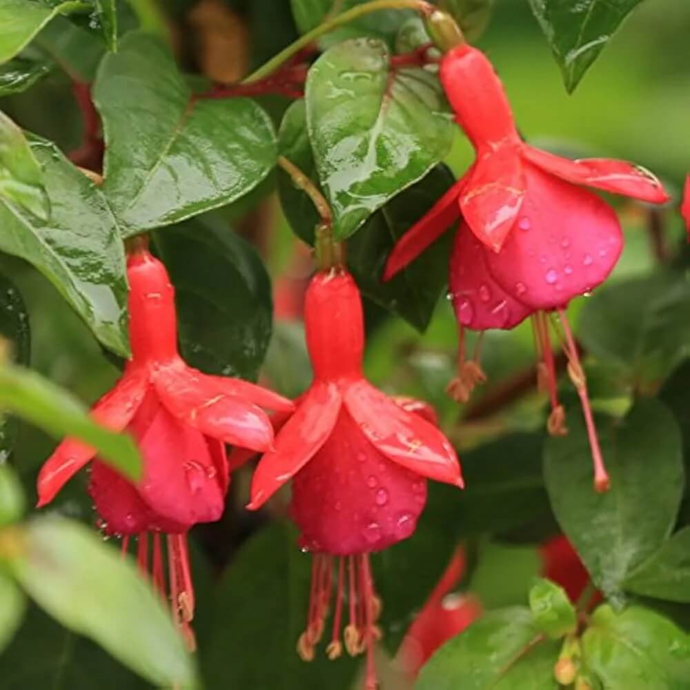 Dark Red Fuchsia Seeds - Flower Plant